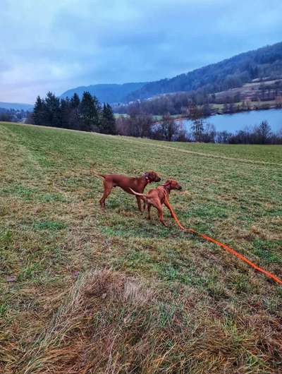 Rhodesian Ridgeback-Beitrag-Bild