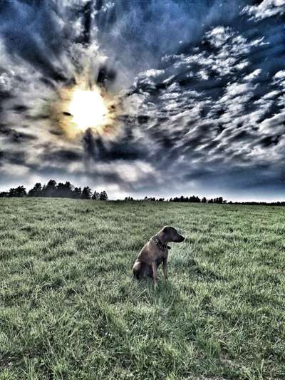 Rhodesian Ridgeback-Beitrag-Bild