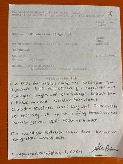 Rhodesian Ridgeback-Beitrag-Bild