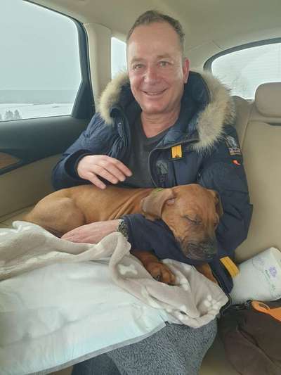 Rhodesian Ridgeback-Beitrag-Bild