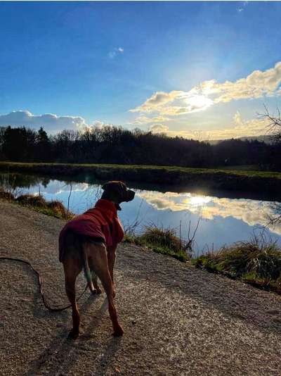 Rhodesian Ridgeback-Beitrag-Bild
