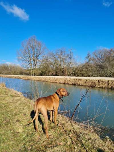 Rhodesian Ridgeback-Beitrag-Bild