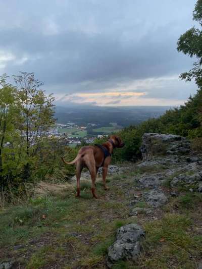 Rhodesian Ridgeback-Beitrag-Bild