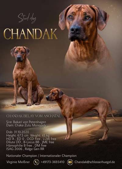 Rhodesian Ridgeback-Beitrag-Bild