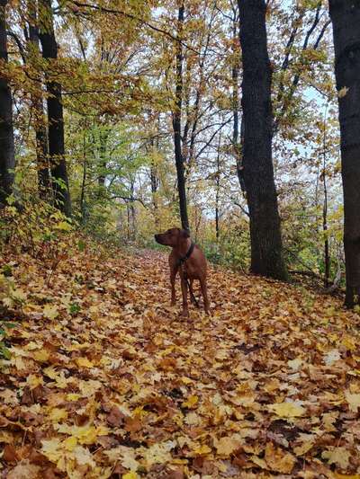 Rhodesian Ridgeback-Beitrag-Bild