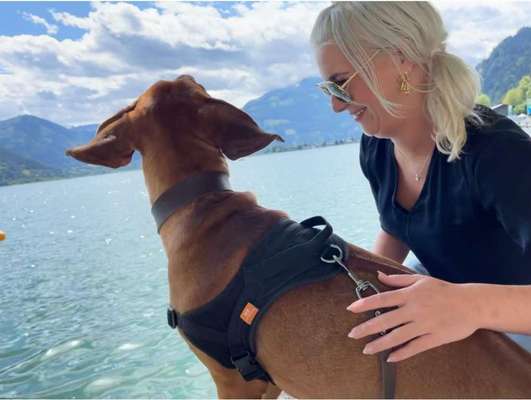 Rhodesian Ridgeback-Beitrag-Bild