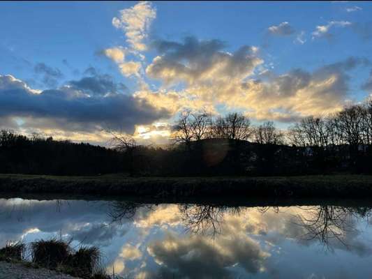 Rhodesian Ridgeback-Beitrag-Bild
