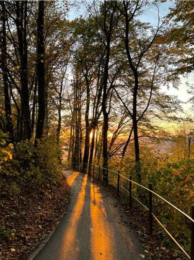 Rhodesian Ridgeback-Beitrag-Bild