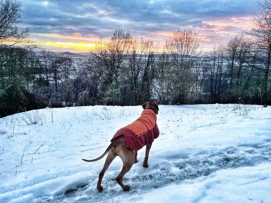 Rhodesian Ridgeback-Beitrag-Bild