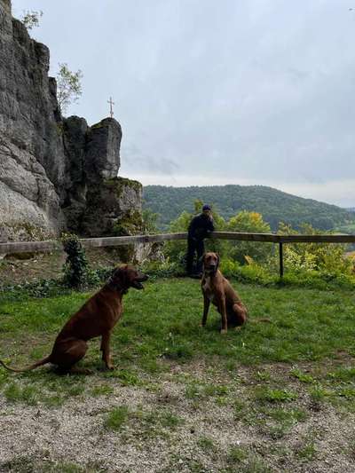 Rhodesian Ridgeback-Beitrag-Bild