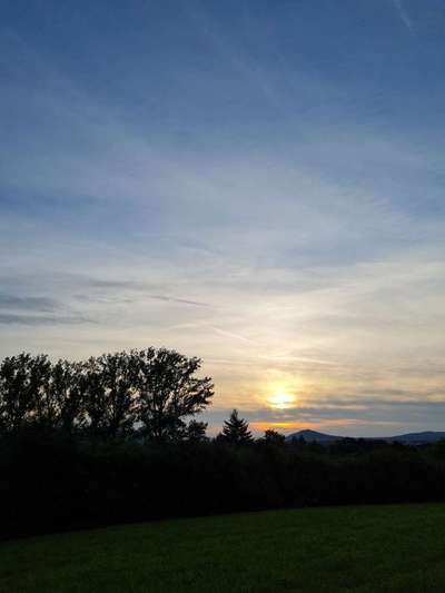 Rhodesian Ridgeback-Beitrag-Bild