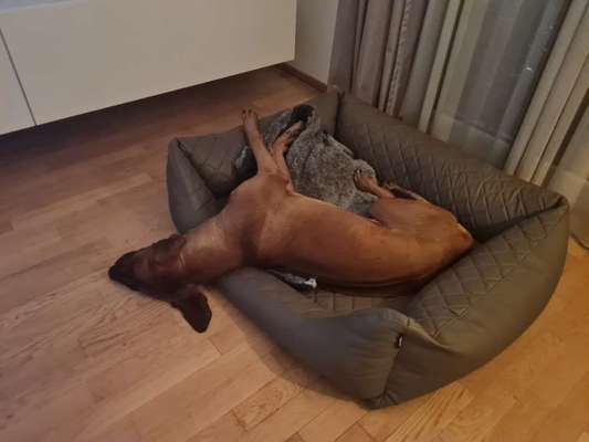 Rhodesian Ridgeback-Beitrag-Bild