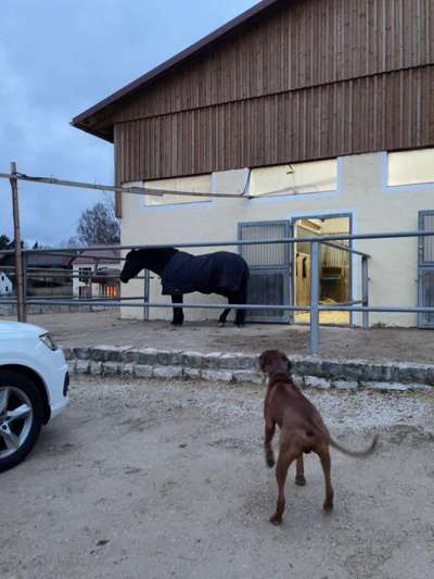 Rhodesian Ridgeback-Beitrag-Bild