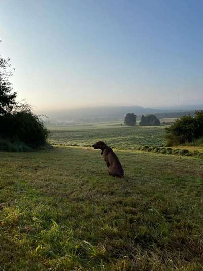 Rhodesian Ridgeback-Beitrag-Bild