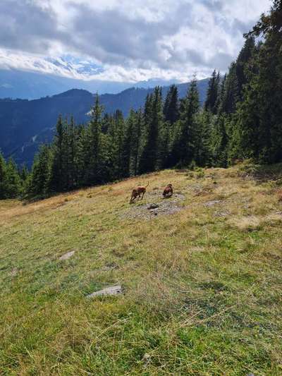 Rhodesian Ridgeback-Beitrag-Bild