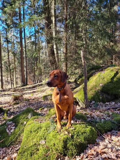 Rhodesian Ridgeback-Beitrag-Bild