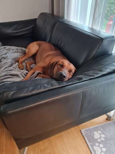 Rhodesian Ridgeback-Beitrag-Bild