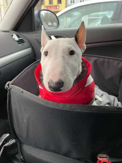 Welche Hunderasse-Beitrag-Bild