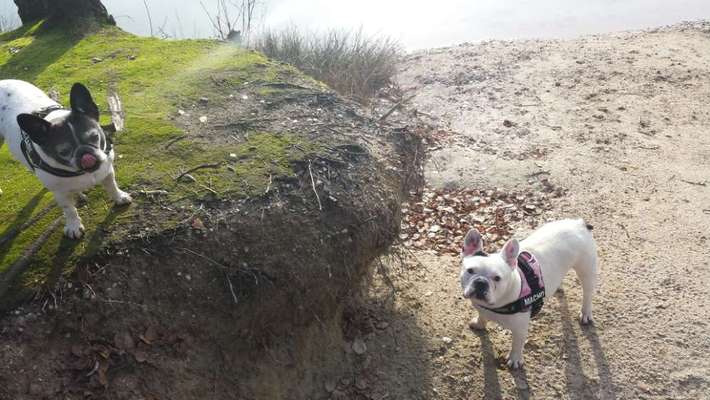 Französische Bulldoggen-Beitrag-Bild