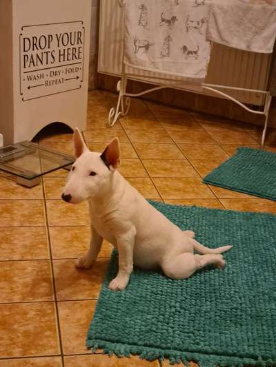 Mini und Standard Bullis-Beitrag-Bild