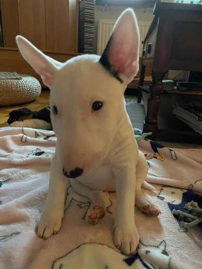 Dogorama Photo Challenge - Hundeblick zum hinschmelzen-Beitrag-Bild