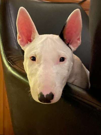 Miniatur Bull Terrier-Beitrag-Bild