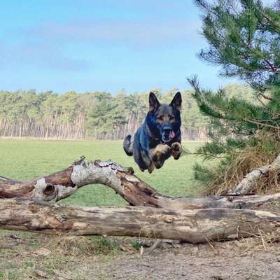 Alles rund um den Schäferhund, diskutieren erwünscht.-Beitrag-Bild
