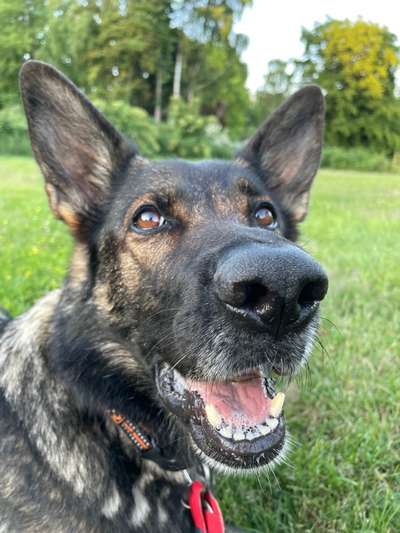 Alles rund um den Schäferhund, diskutieren erwünscht.-Beitrag-Bild