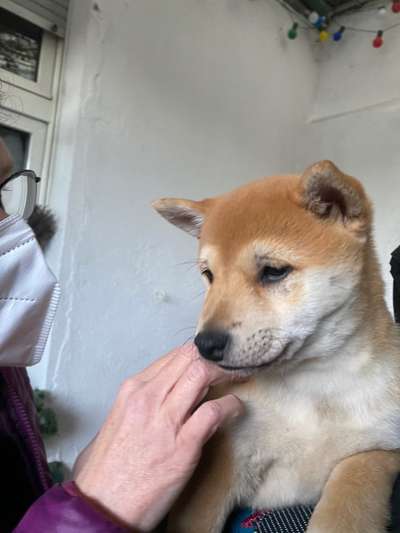 Shiba Inu Erfahrungen?-Beitrag-Bild