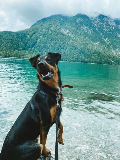 Hundetreffen-Hundekumpel und Trainingspartner gesucht-Bild