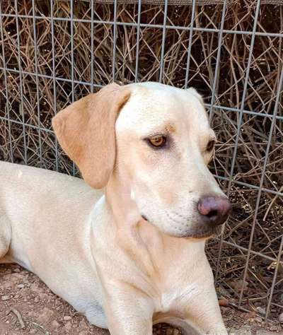 TierschutzhundeStammtisch🐕-Beitrag-Bild