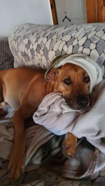 TierschutzhundeStammtisch🐕-Beitrag-Bild