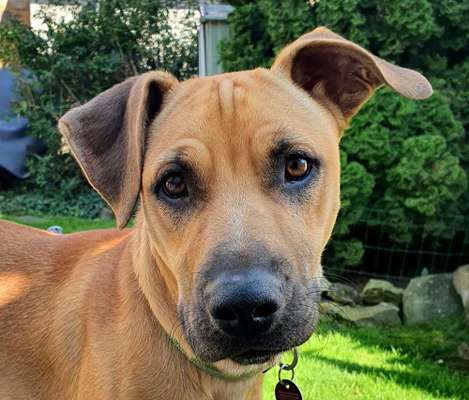 Die Dogorama Kalender Challenge Titelbild-Beitrag-Bild