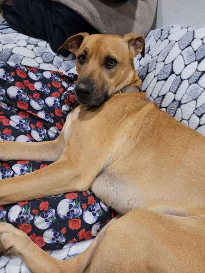 Auslandstierschutz-Beitrag-Bild