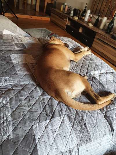 Wie oft gassi?-Beitrag-Bild