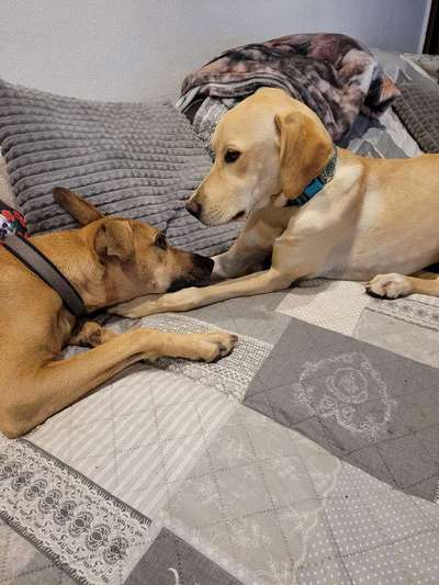 TierschutzhundeStammtisch🐕-Beitrag-Bild