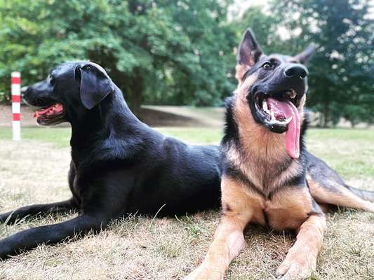 Hundetreffen-Junghunde zum aktiven Spielen und gemeinsames Training gesucht-Bild
