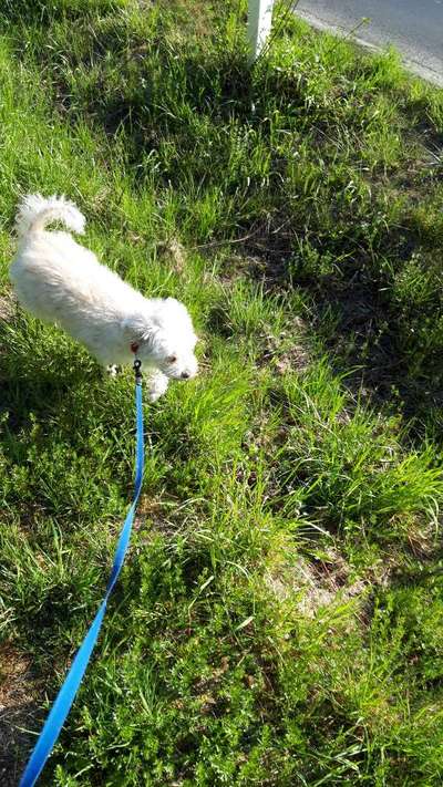 Suche einen neuen Hund für uns?-Beitrag-Bild