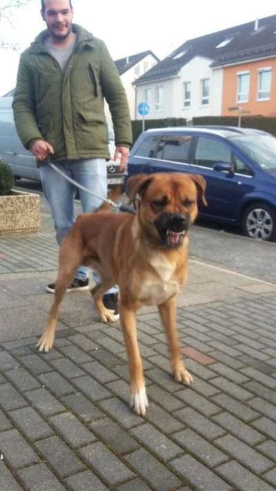 Lustigsten Grimassen von euren Hunden-Beitrag-Bild