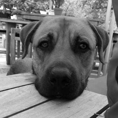 💖😊Das ALLERSCHÖNSTE Foto von deinem Hund💖😊-Beitrag-Bild