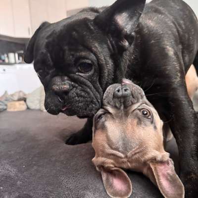 Hundetreffen-Tobe Runde im Schlosspark