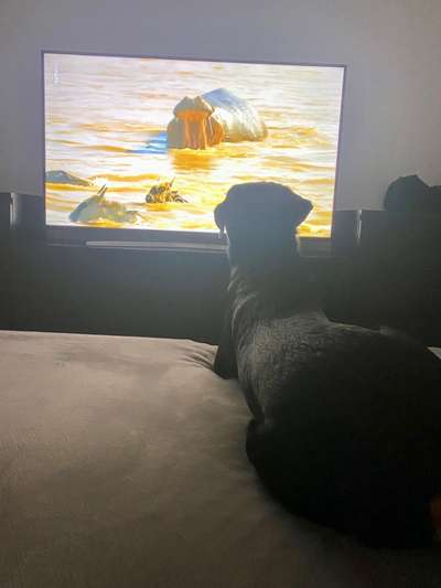 Dogorama Photo Challenge - Wir schauen fern (TV)-Beitrag-Bild