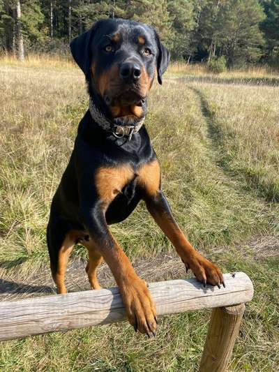 12. Collagen Challenge - Auslastung/Training-Beitrag-Bild