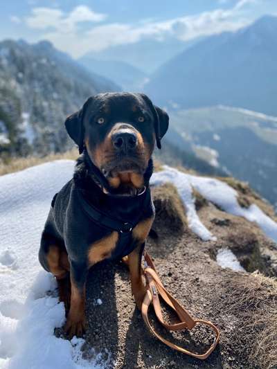 Dogorama Photo Challenge - Winterstimmung-Beitrag-Bild