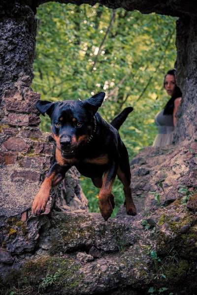 9. Collagen-Challenge 
Mein Hund und Kirchen, Ruinen, Schlösser, Burgen etc...-Beitrag-Bild
