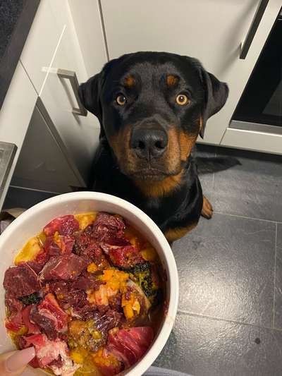 Zeigt her Eure Futternäpfe-Beitrag-Bild