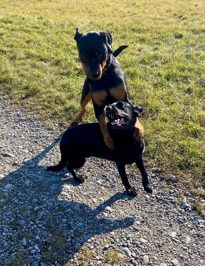 3. Fotochallenge Collagen - Hundefreunde-Beitrag-Bild