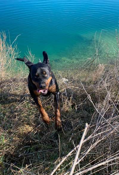 17. Collage Challenge / Springende Fellnasen-Beitrag-Bild