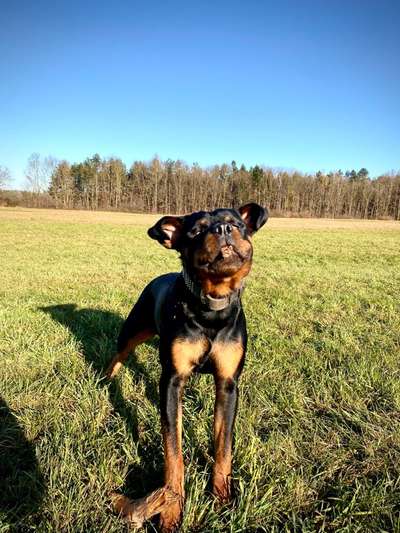 17. Collage Challenge / Springende Fellnasen-Beitrag-Bild