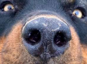 Zeigt her eure Hundenasen-Beitrag-Bild